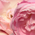 Roz - Trandafir pentru straturi Polyantha - Sorbet Pink